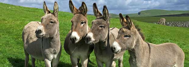 Donkey Sanctuary